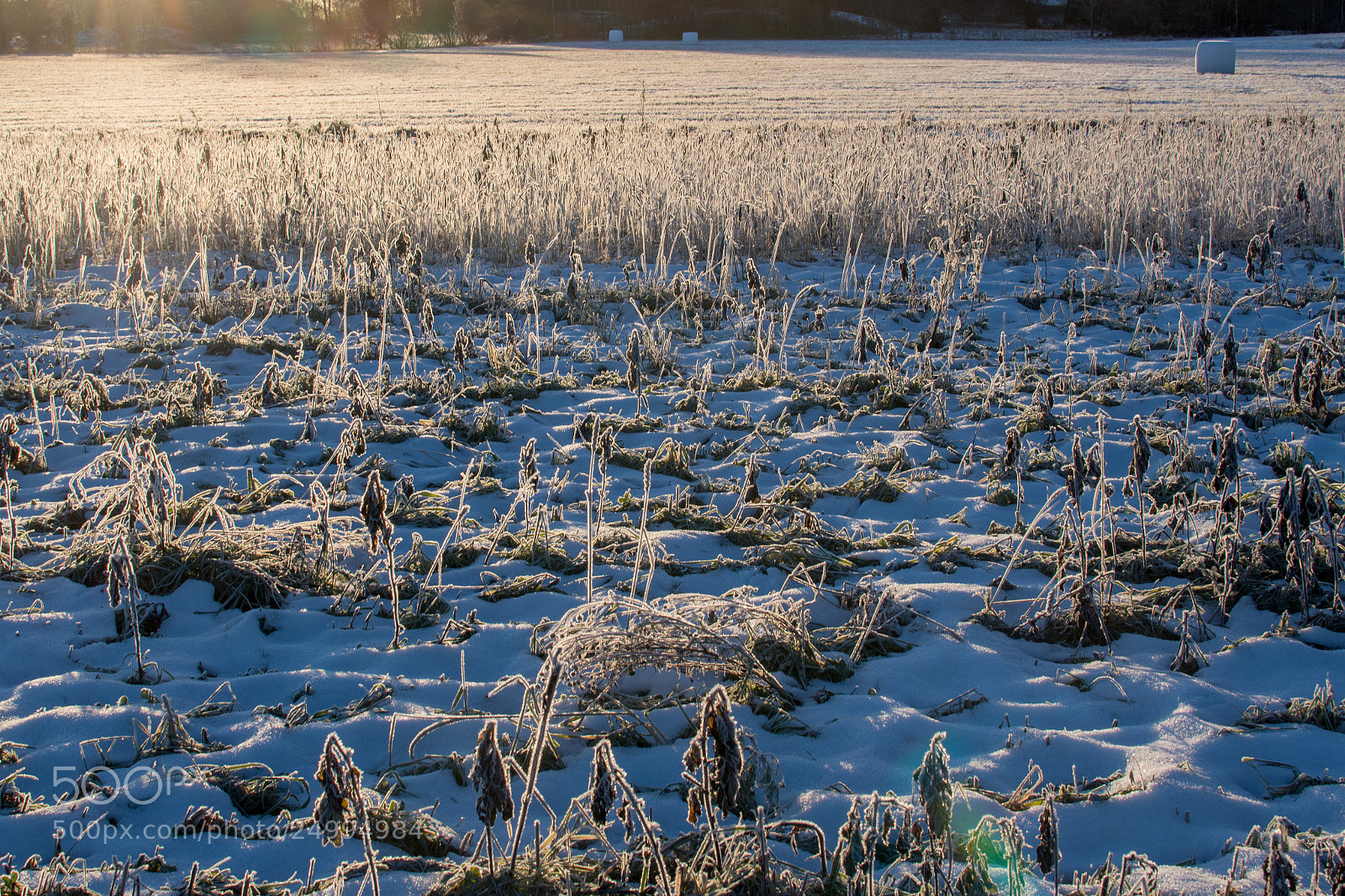 Nikon D500 sample photo. Frozen fields photography