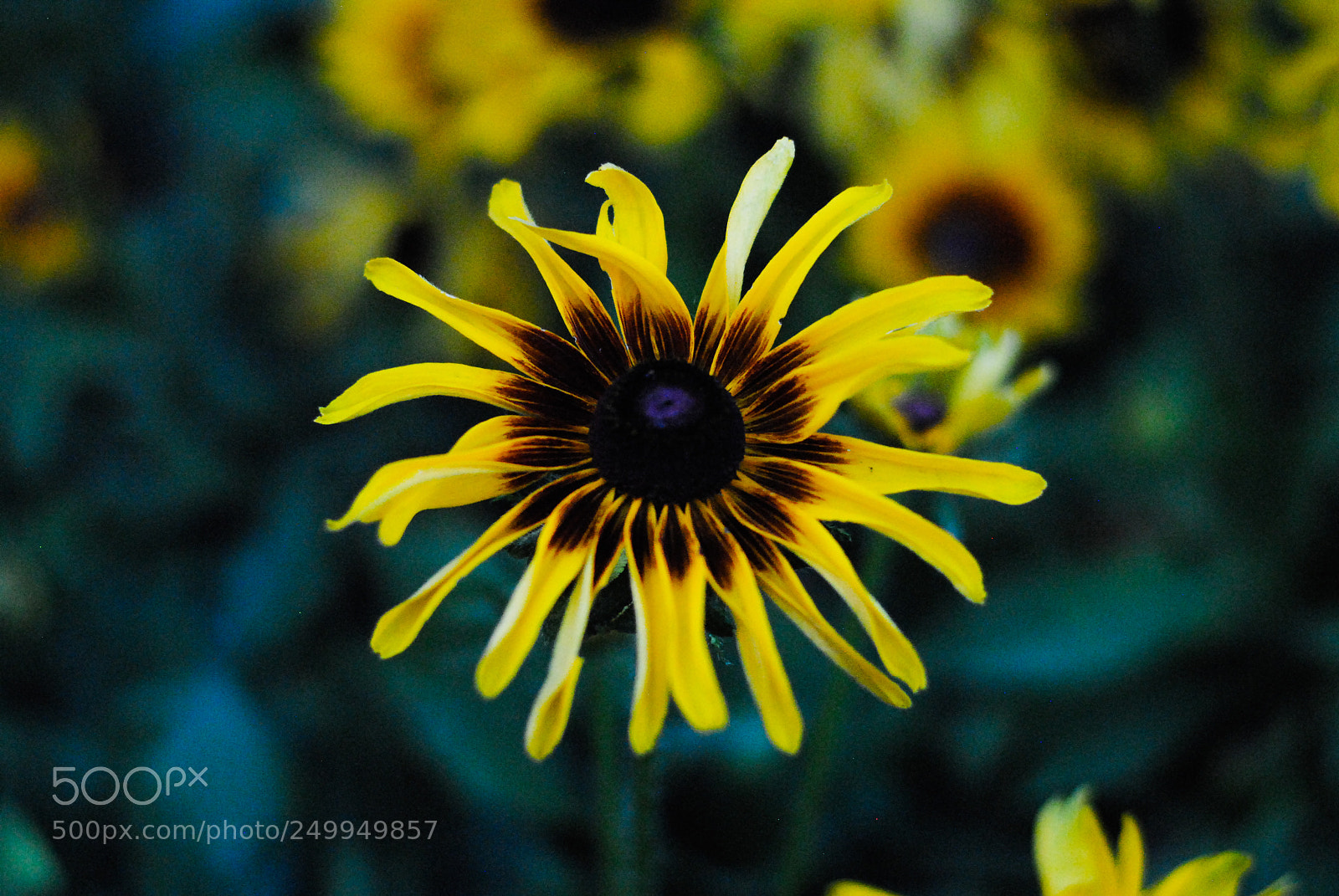 Nikon D3000 sample photo. Fall flowers 3 photography