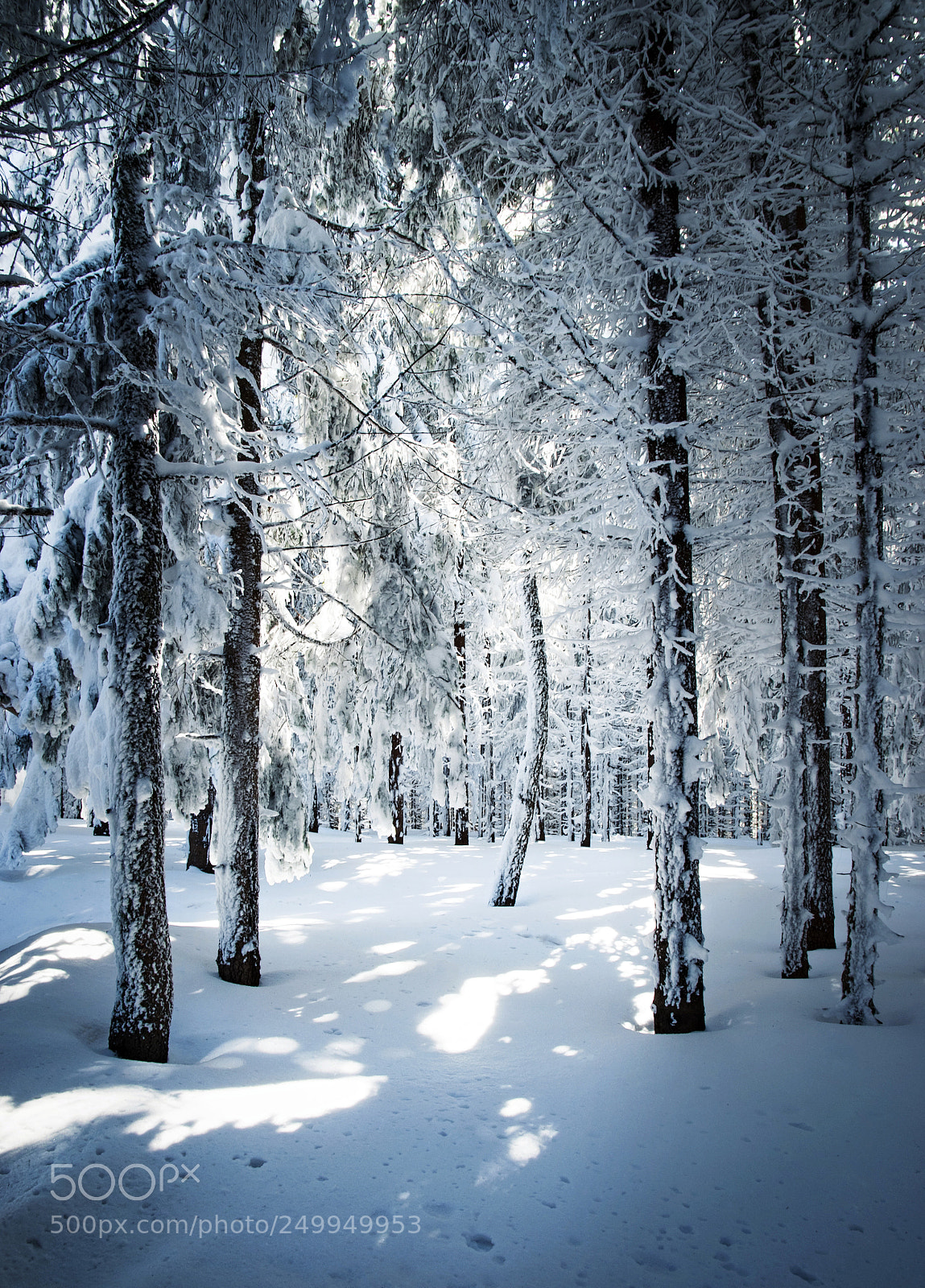 Nikon D5500 sample photo. Densely snowy forest stand photography