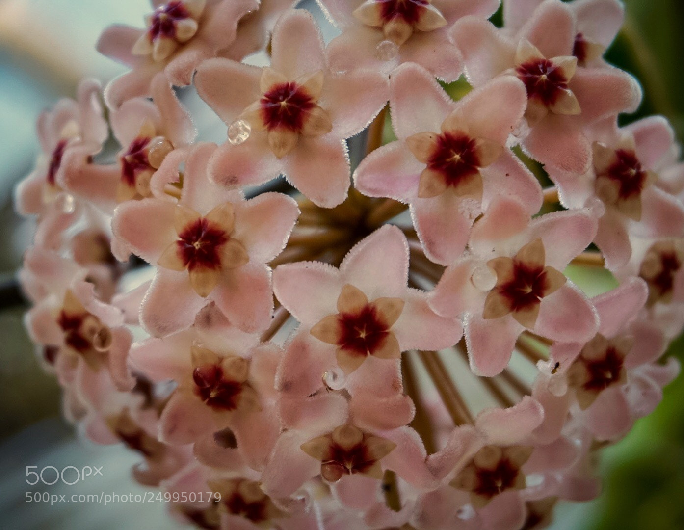 Sony a5100 sample photo. Flower bomb photography