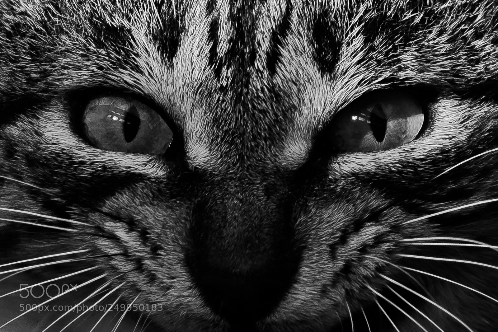 Nikon D3100 sample photo. Eyes photography