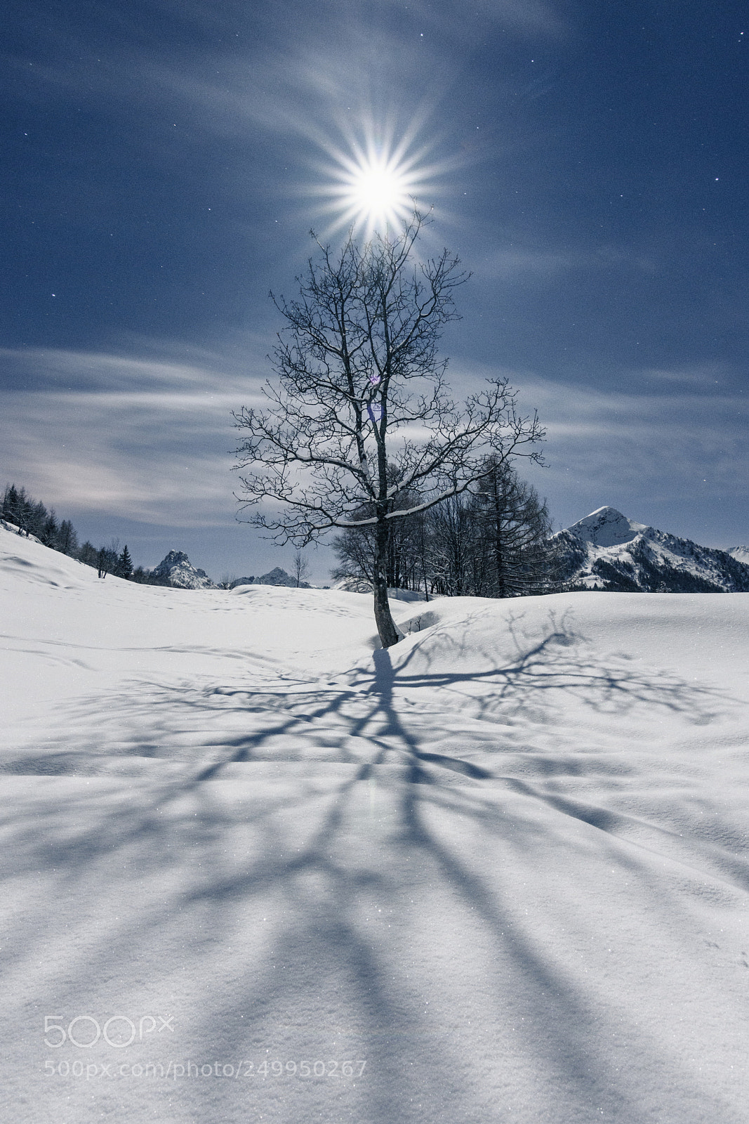 Nikon D7200 sample photo. The moon tree photography