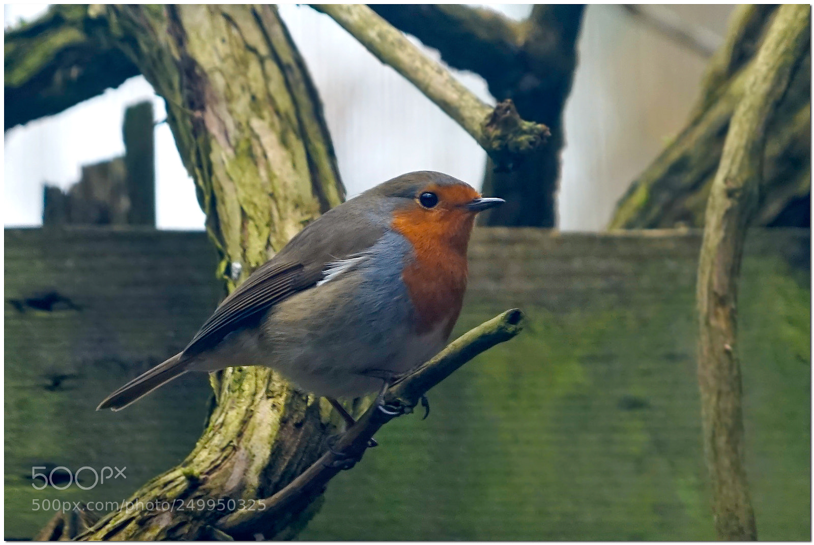Sony a7 sample photo. Robin,  our gardenfriend. photography