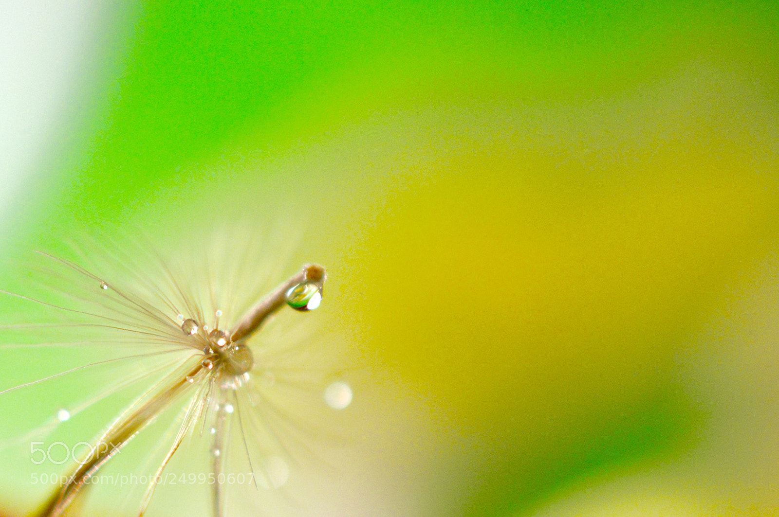 Nikon D3200 sample photo. Diffused light ✧✧✧ photography