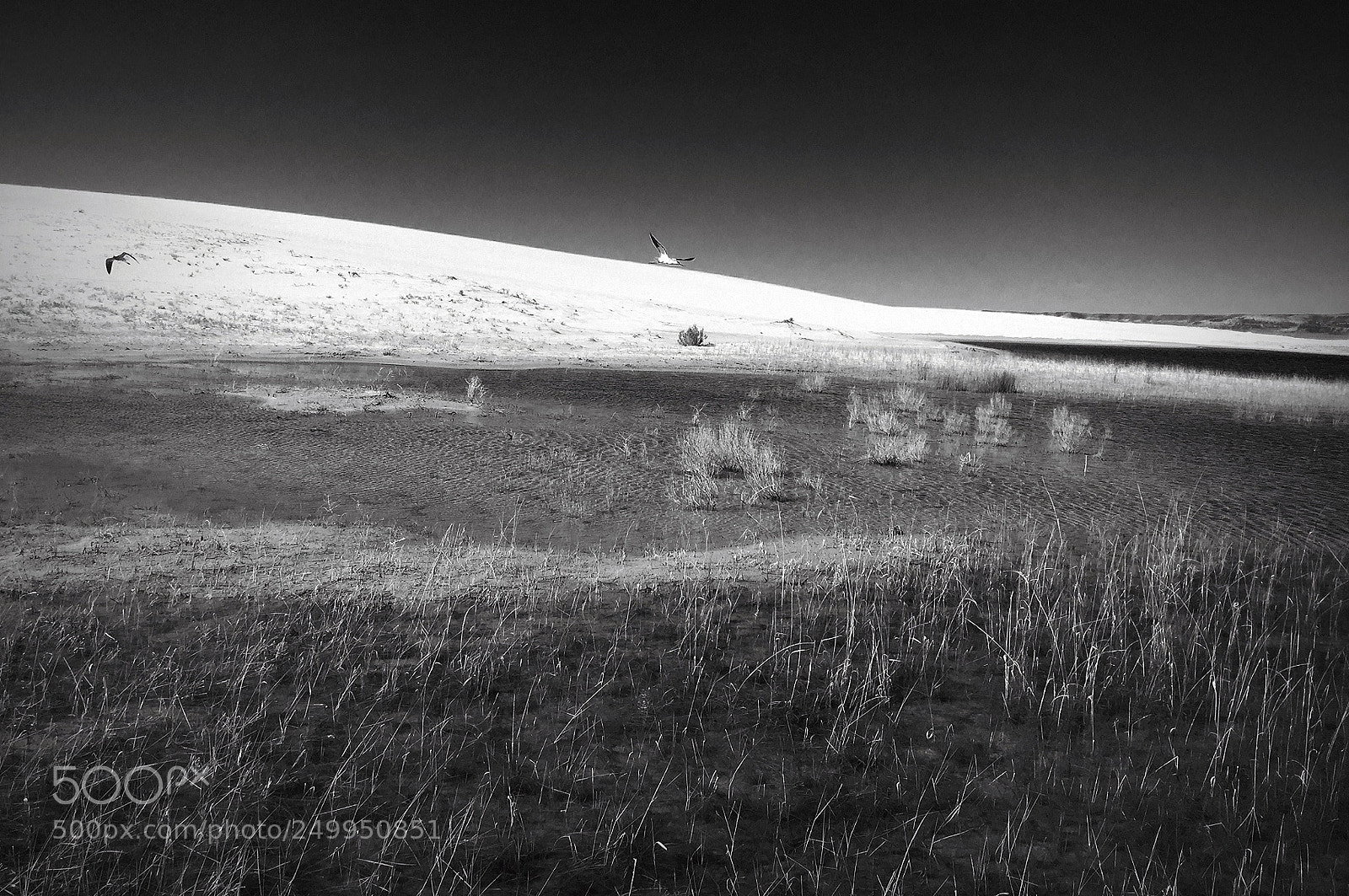 Apple iPad sample photo. Avocet's nesting grounds photography