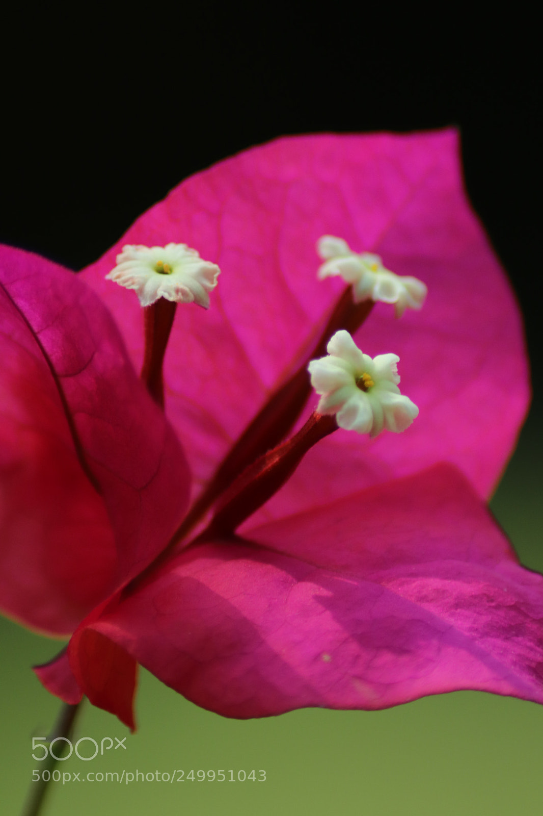 Canon EOS 77D (EOS 9000D / EOS 770D) sample photo. Flowers veraneras photography
