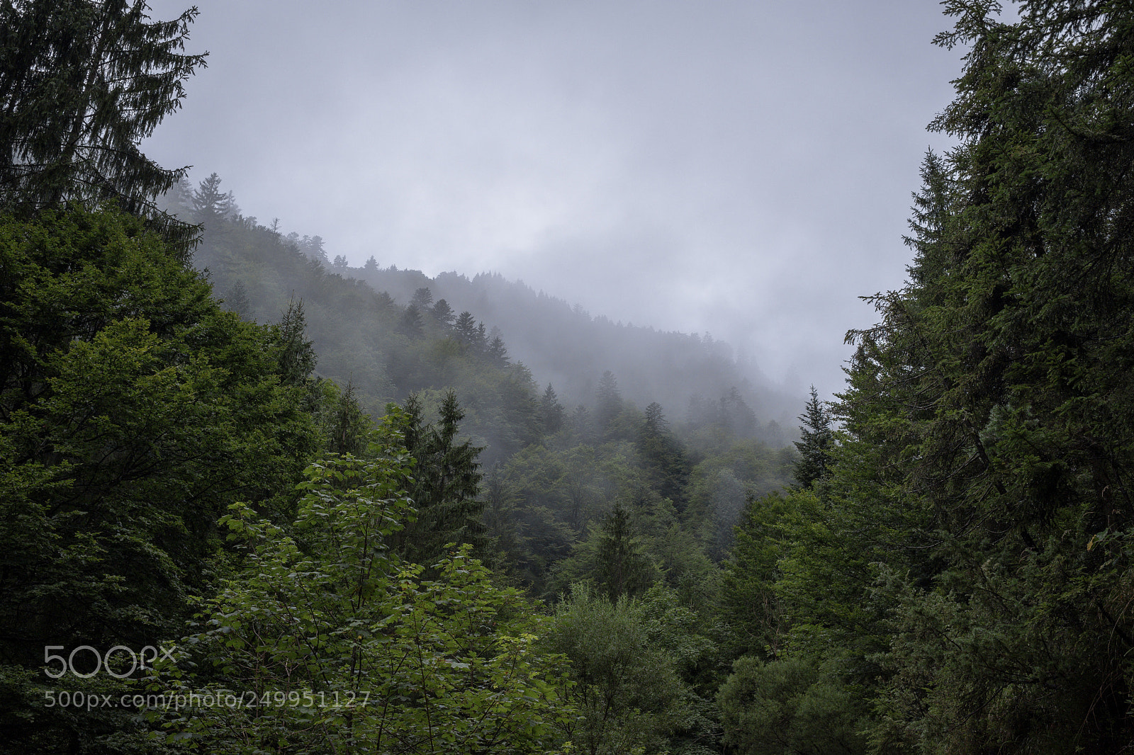 Fujifilm X-T2 sample photo. Dense austrian forest photography
