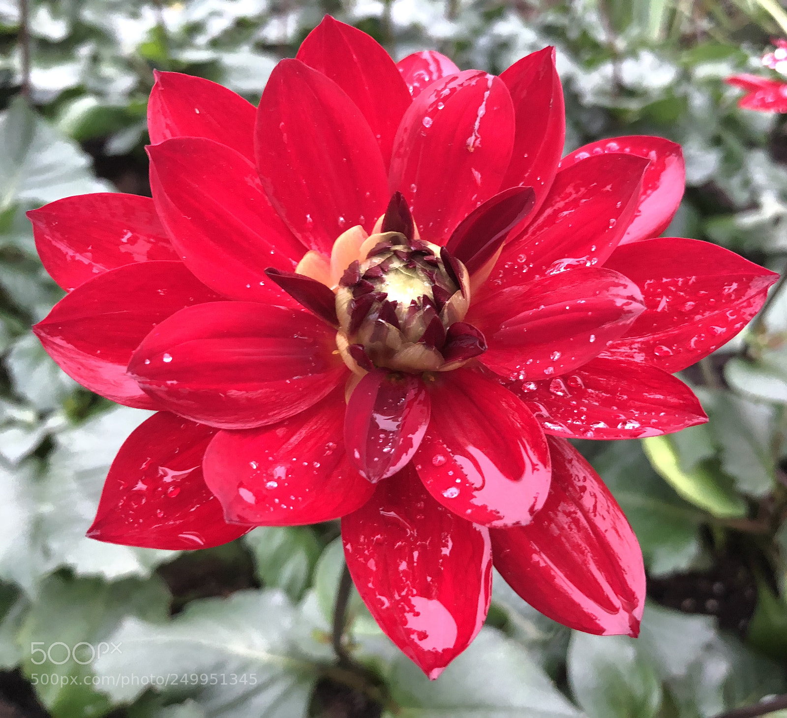 Apple iPhone X sample photo. Untitled photography
