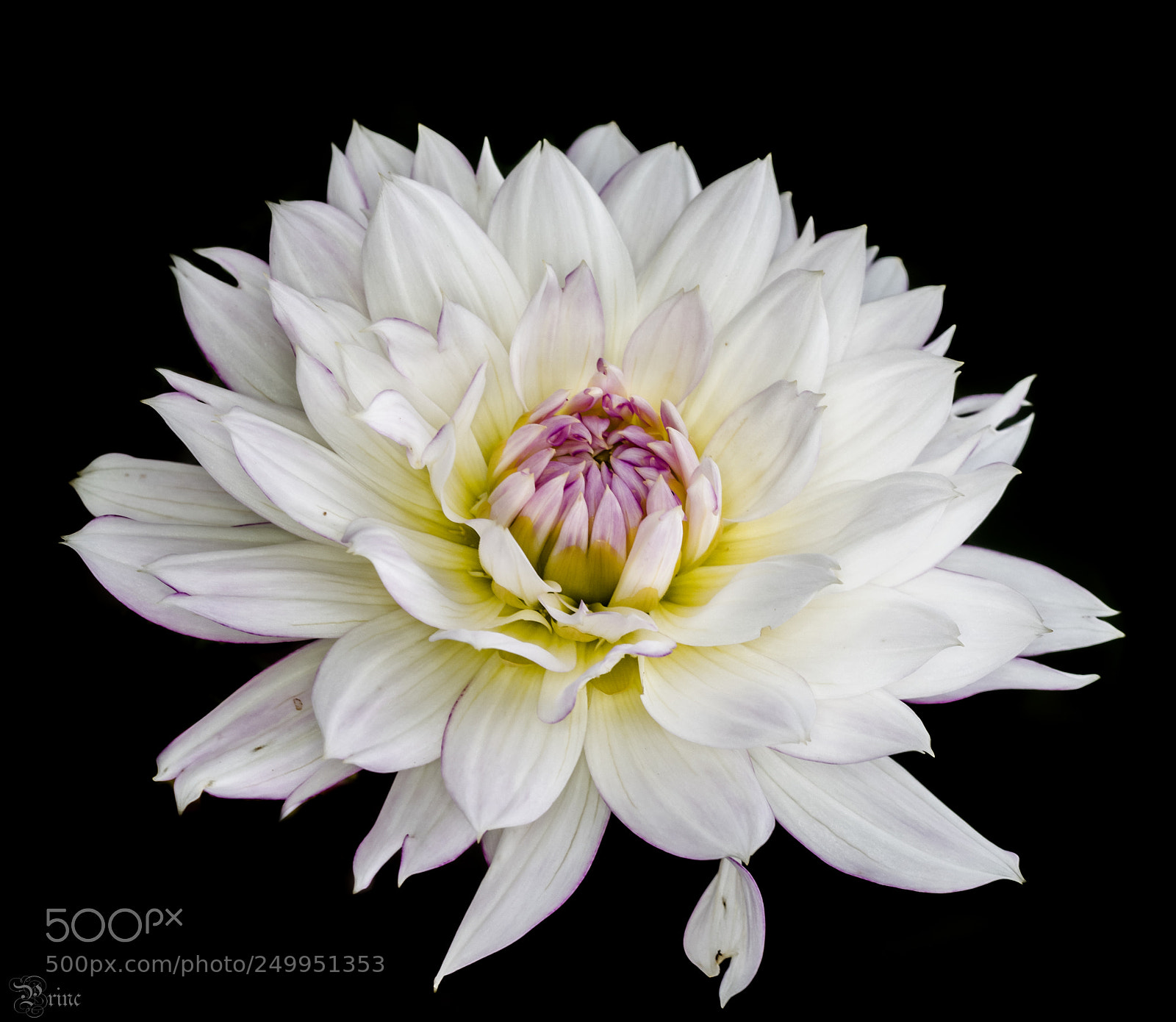 Olympus PEN-F sample photo. White blossom photography