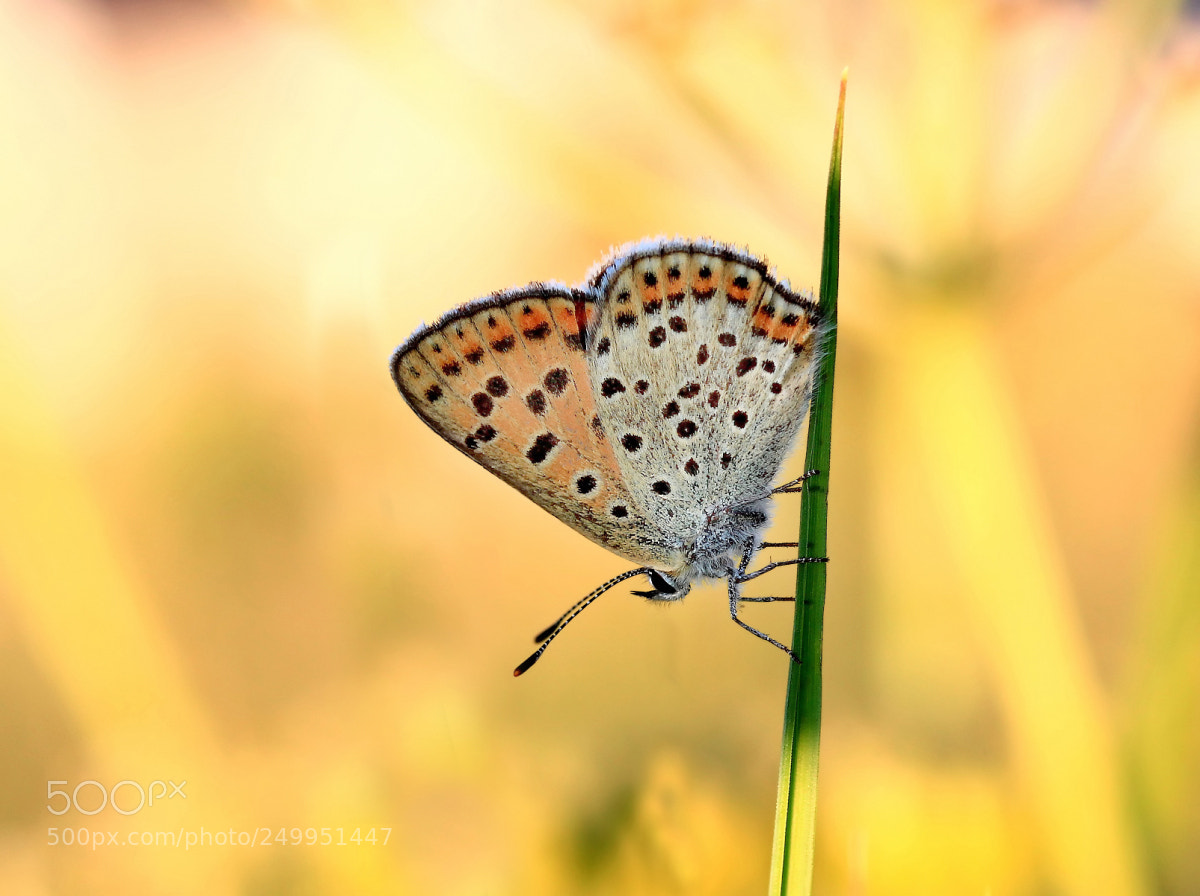 Canon EOS 600D (Rebel EOS T3i / EOS Kiss X5) sample photo. Sooty copper photography
