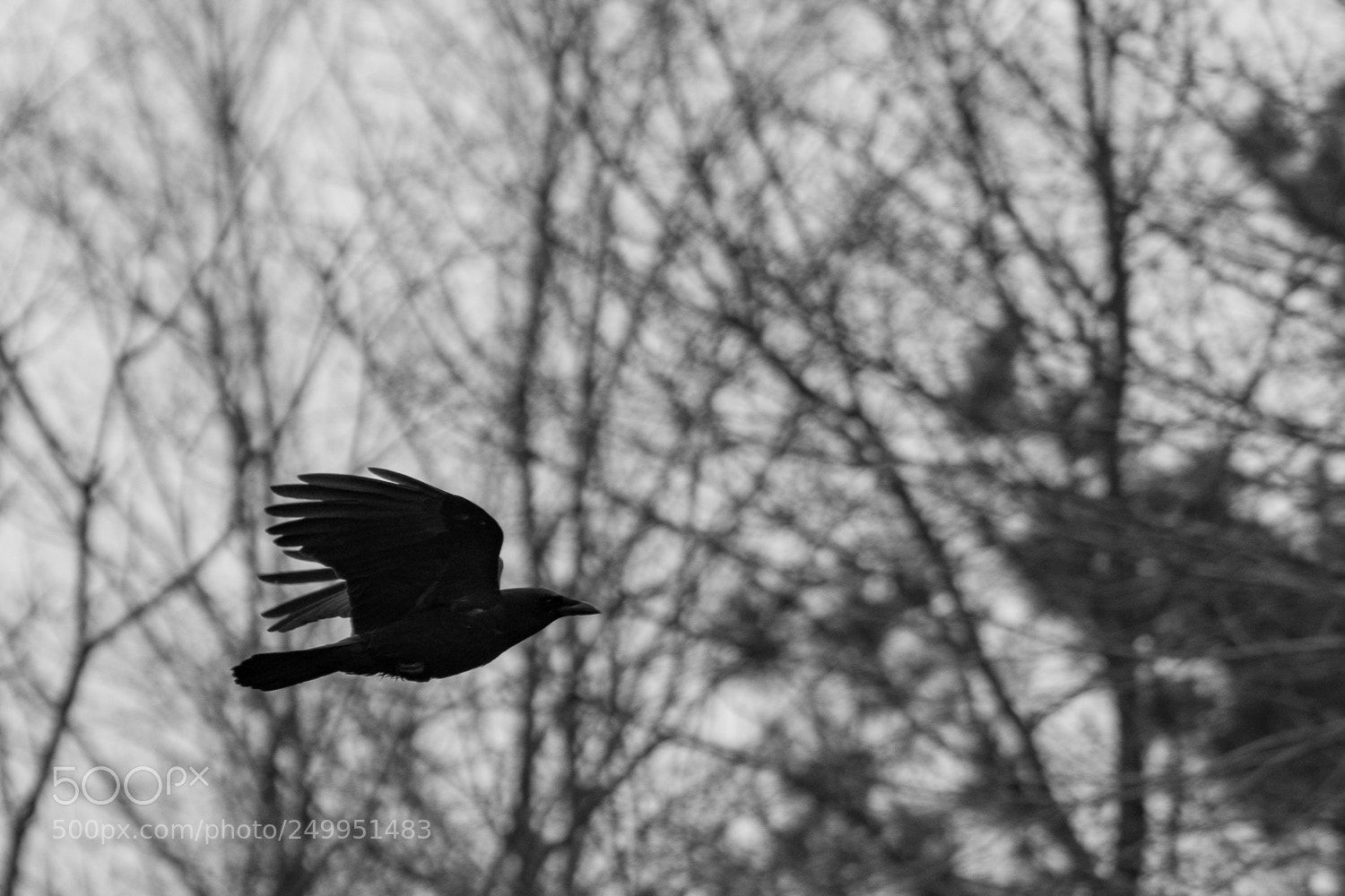Nikon D7100 sample photo. Raven flight photography