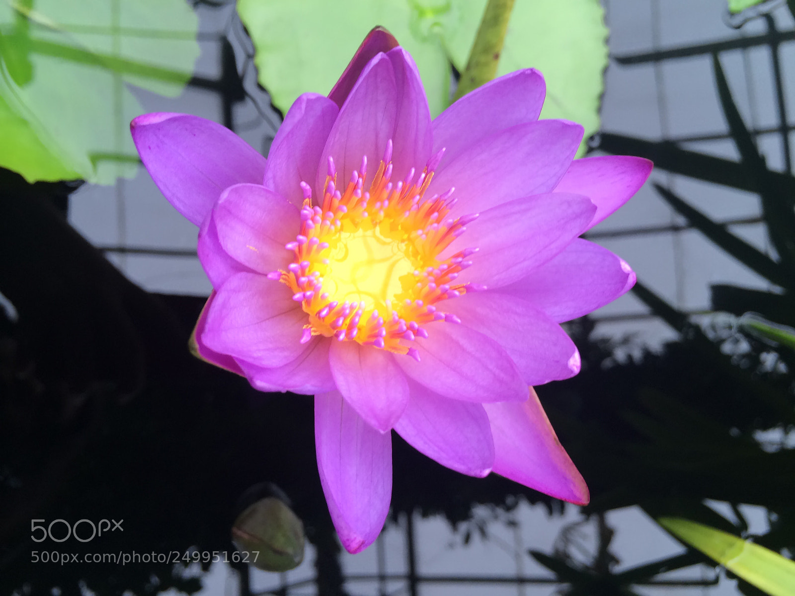 Apple iPhone 5s sample photo. Flower 
4.4.14 photography