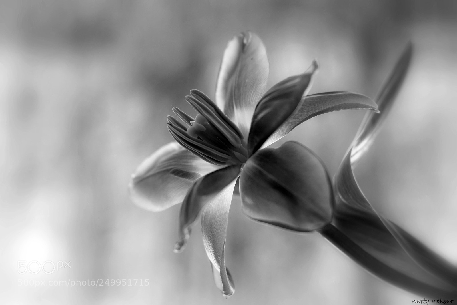Nikon D5300 sample photo. Tulip...#45 photography