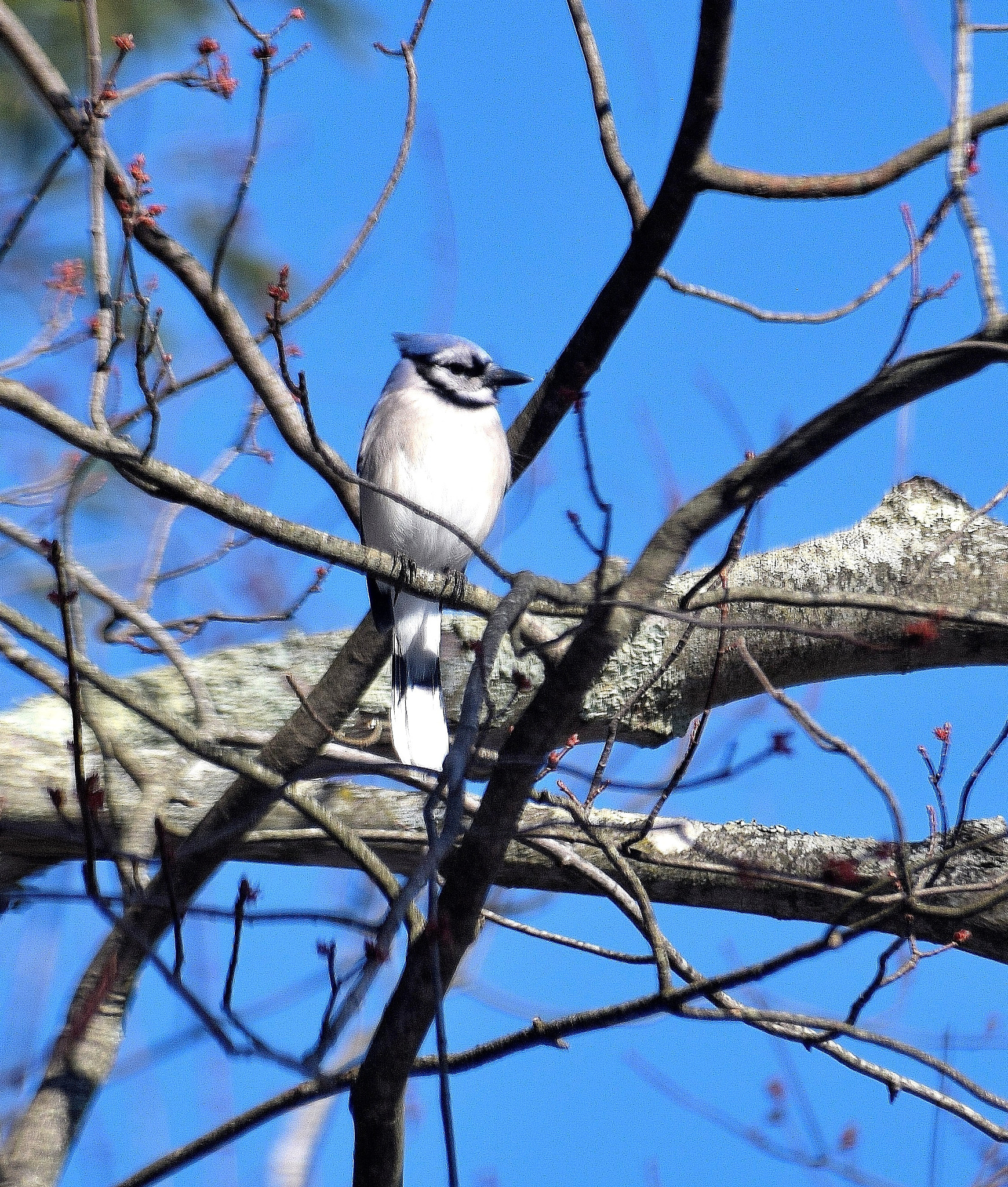 Nikon D5300 + Sigma 18-250mm F3.5-6.3 DC Macro OS HSM sample photo. Blue jay photography