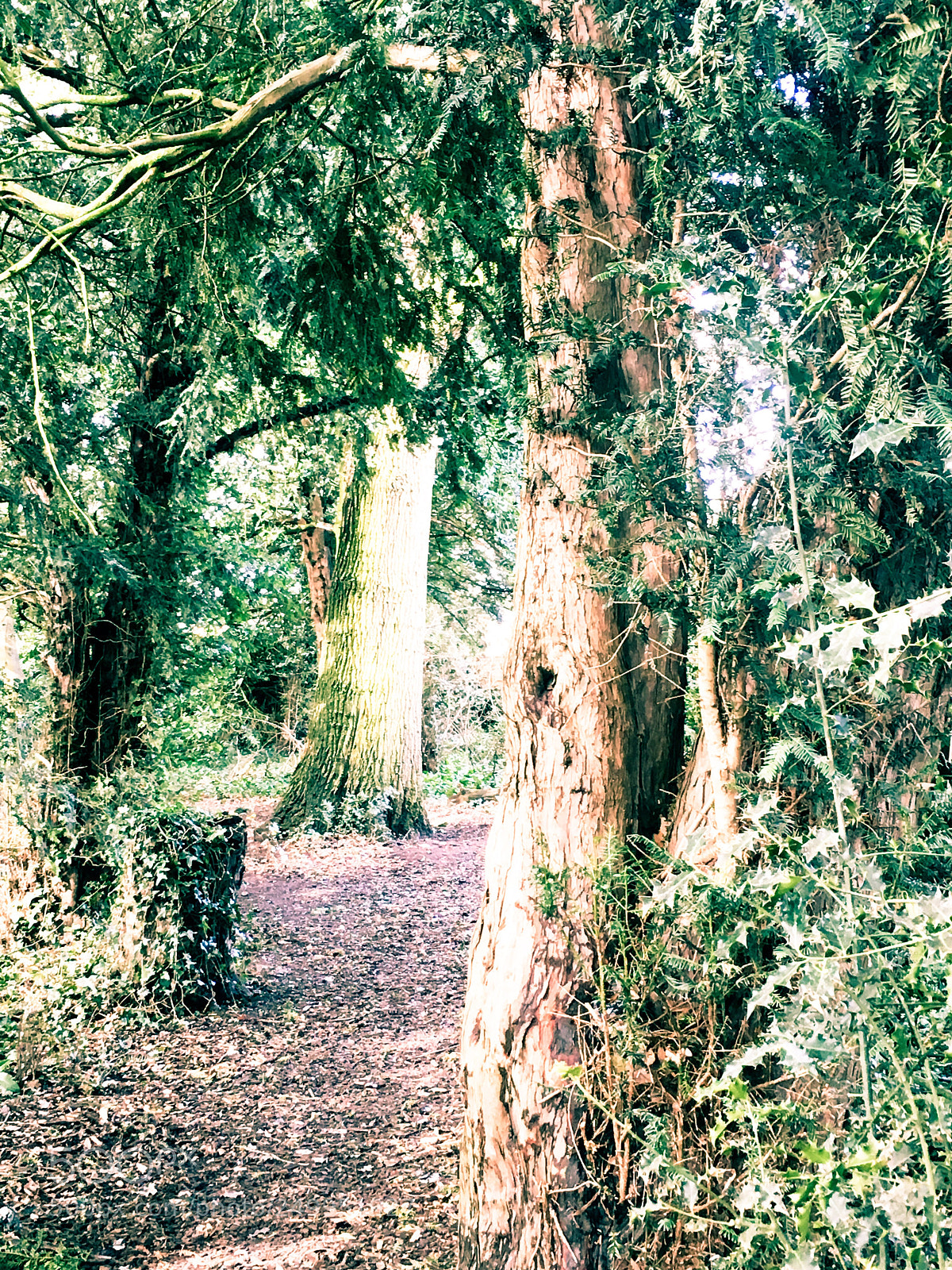 Apple iPhone 6s sample photo. Woods walk through!  photography