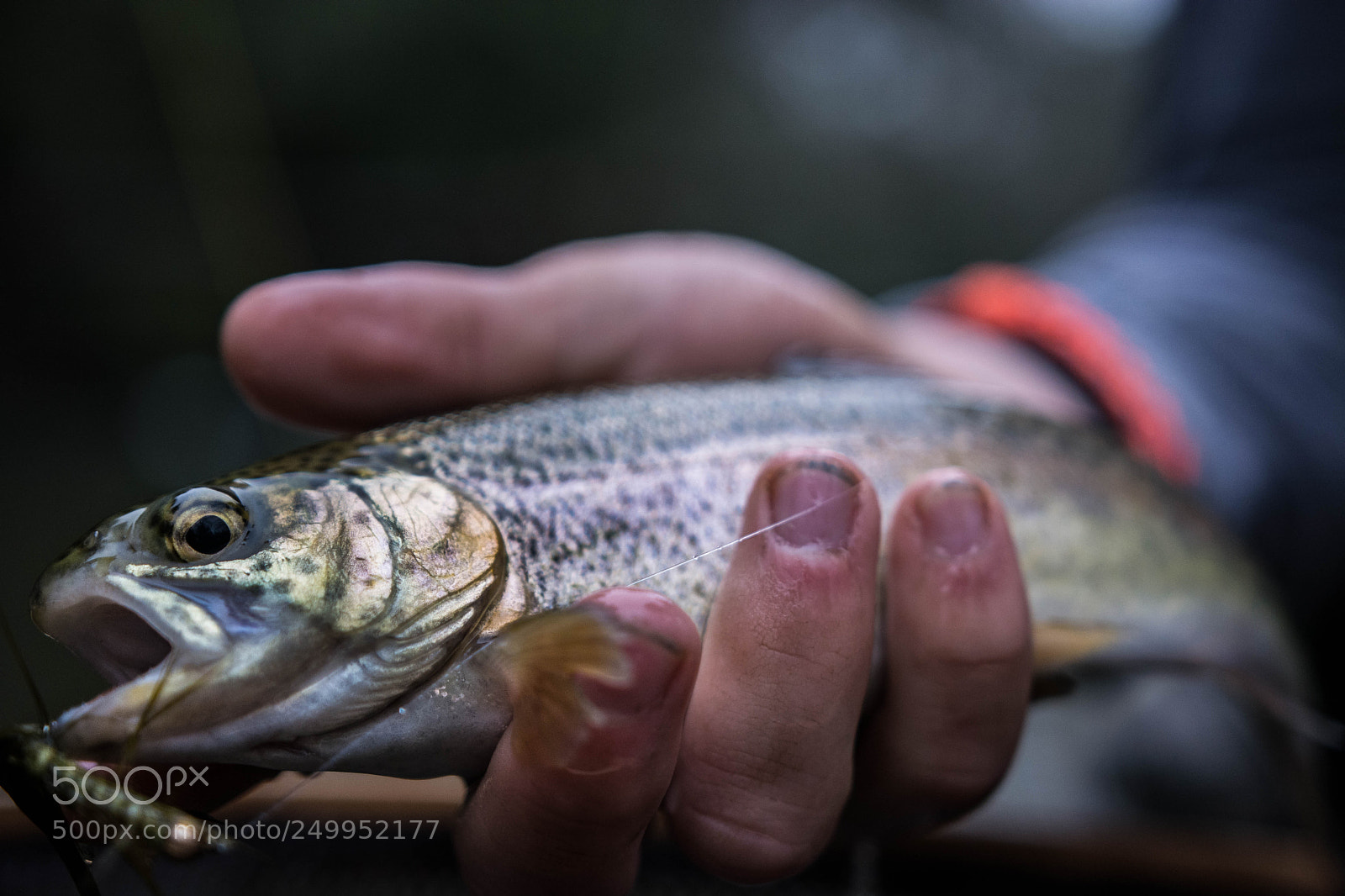 Nikon D5200 sample photo. Trout on the wooly photography
