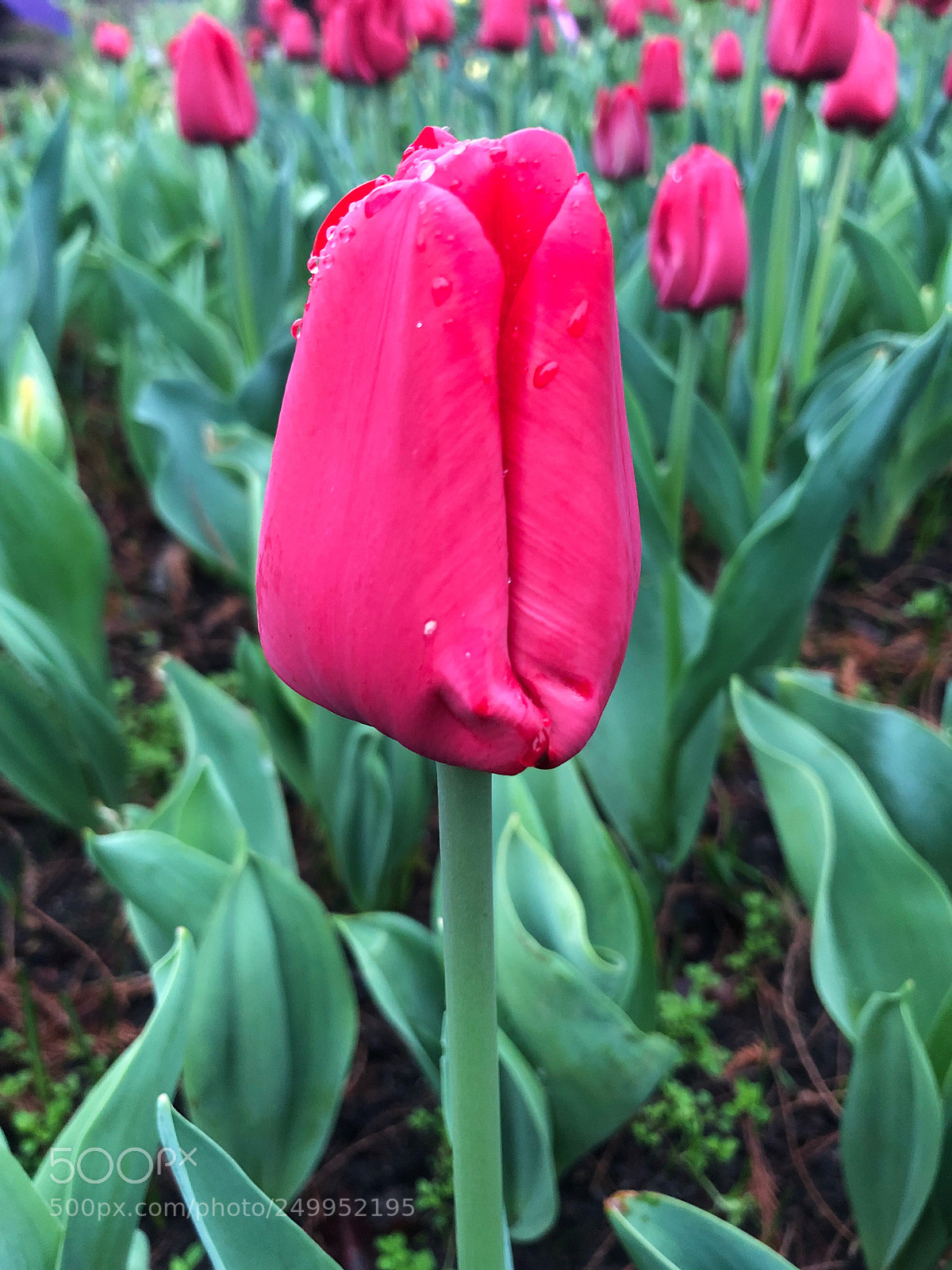 Apple iPhone X sample photo. Untitled photography