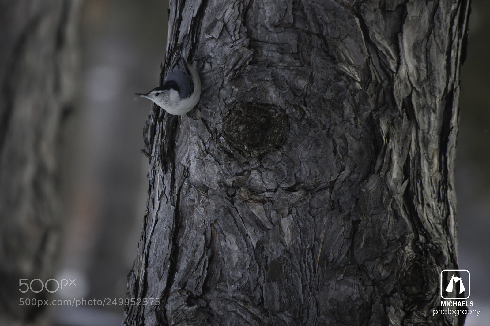 Canon EOS 50D sample photo. Bug picking photography