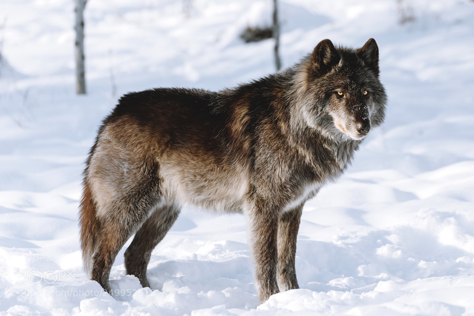 Canon EOS 5D Mark IV sample photo. She who cannot howl photography