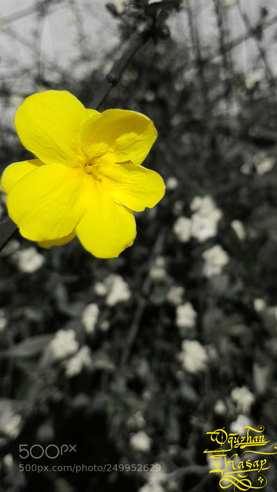 Samsung Galaxy S7 sample photo. Flower photography