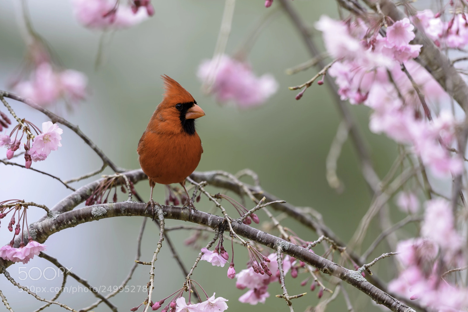 Nikon D810 sample photo. Cardinal photography