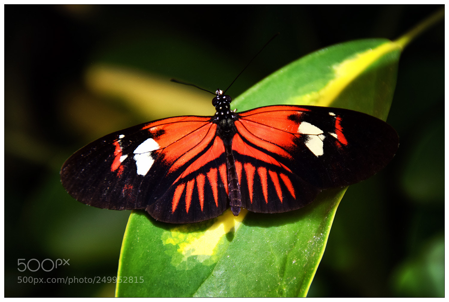 Nikon D5300 sample photo. Butterfly photography