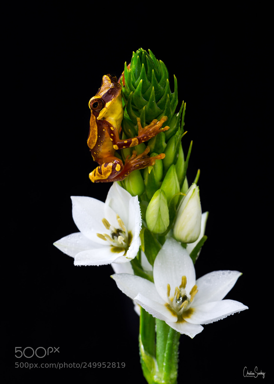 Nikon D4 sample photo. Hourglass treefrog photography
