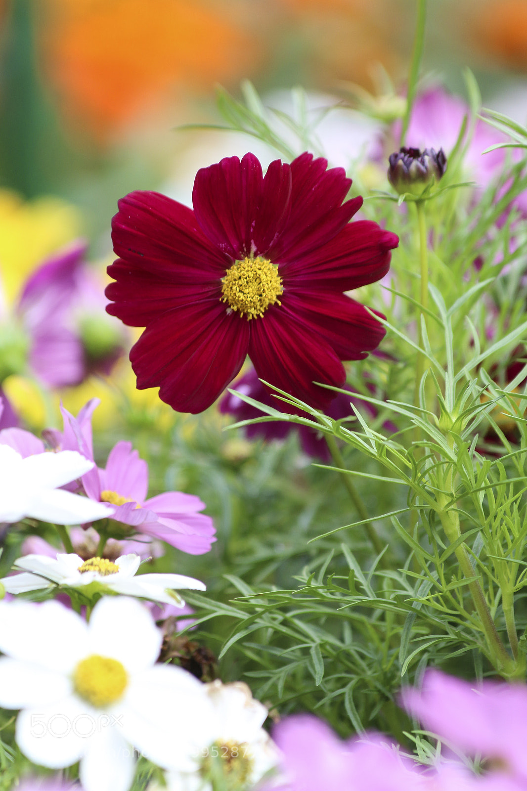 Canon EOS 70D sample photo. Cosmos in spring time photography