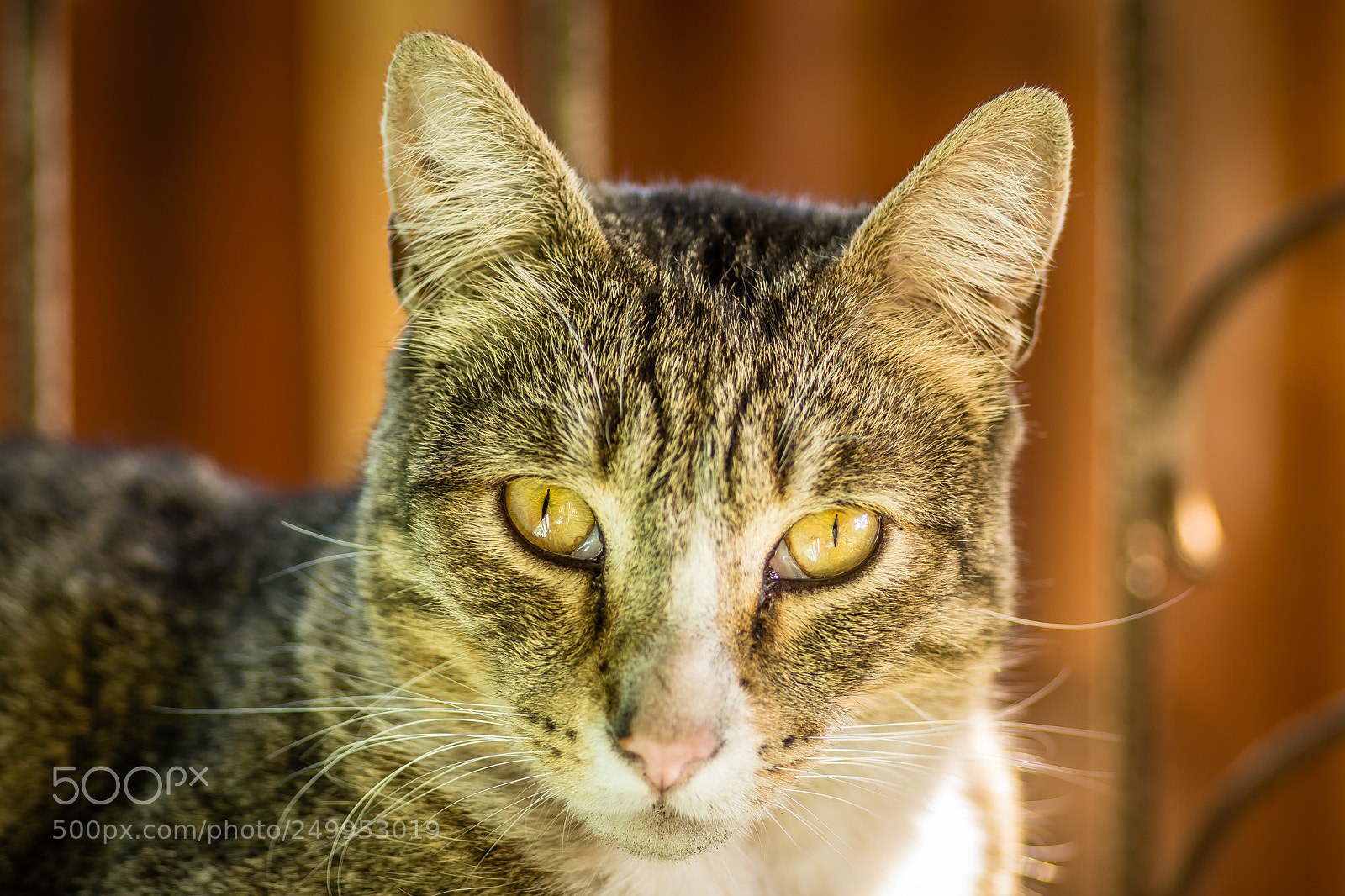 Nikon D7200 sample photo. Dsc photography