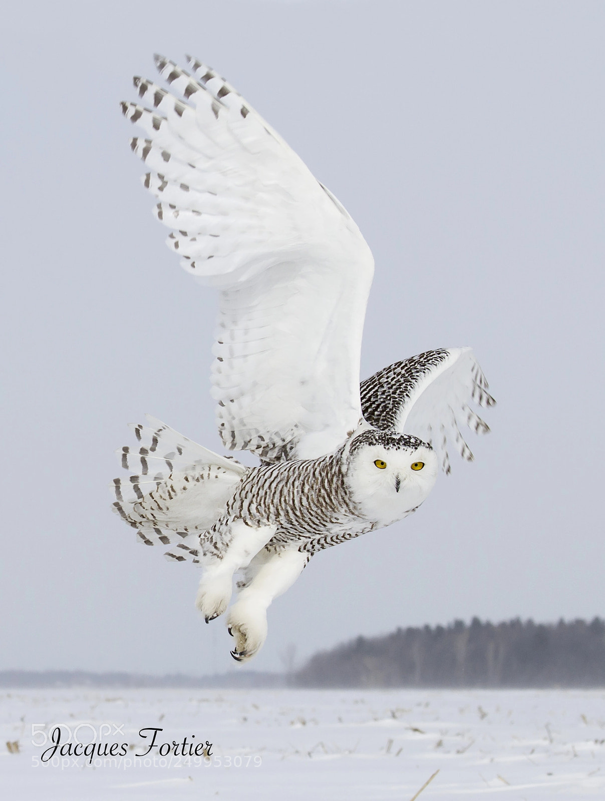 Canon EOS 7D sample photo. Snowy owl photography