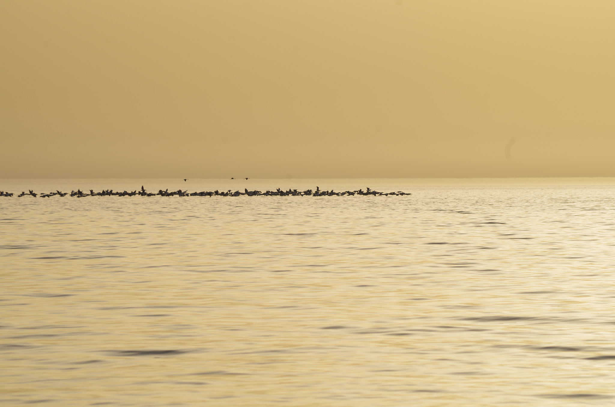 Pentax K-50 sample photo. Bird migration season photography