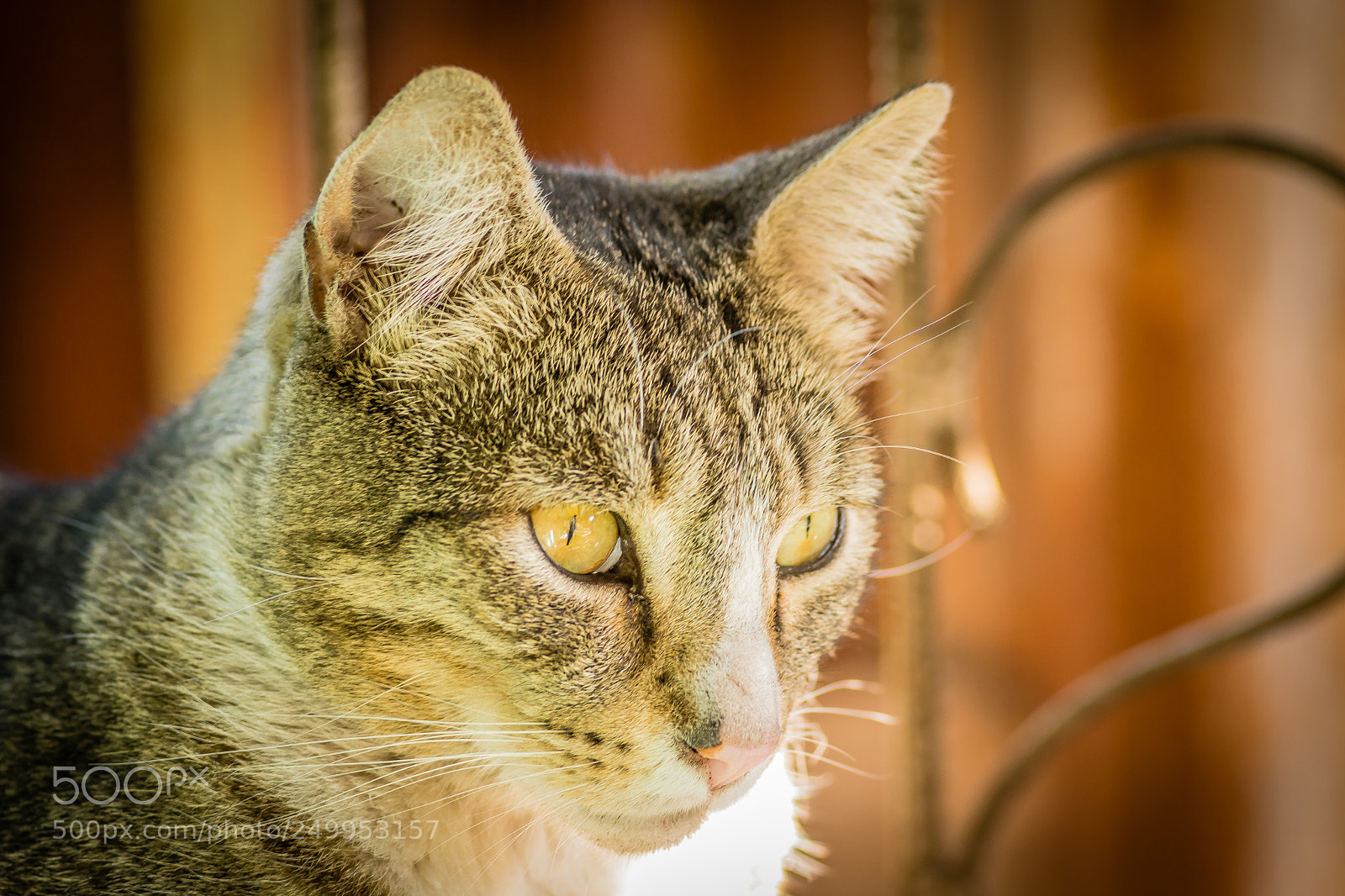 Nikon D7200 sample photo. Dsc photography