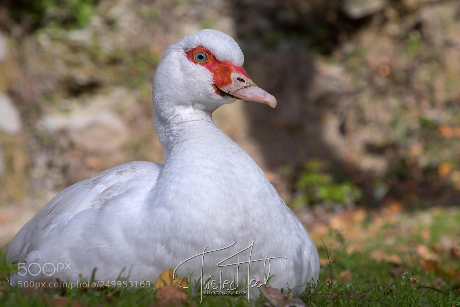 Canon EOS 6D Mark II sample photo. Portrait of a goose [17.3.18] photography