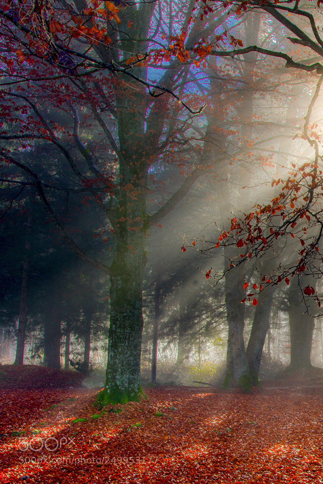 Nikon D7100 sample photo. Fogy forest... photography