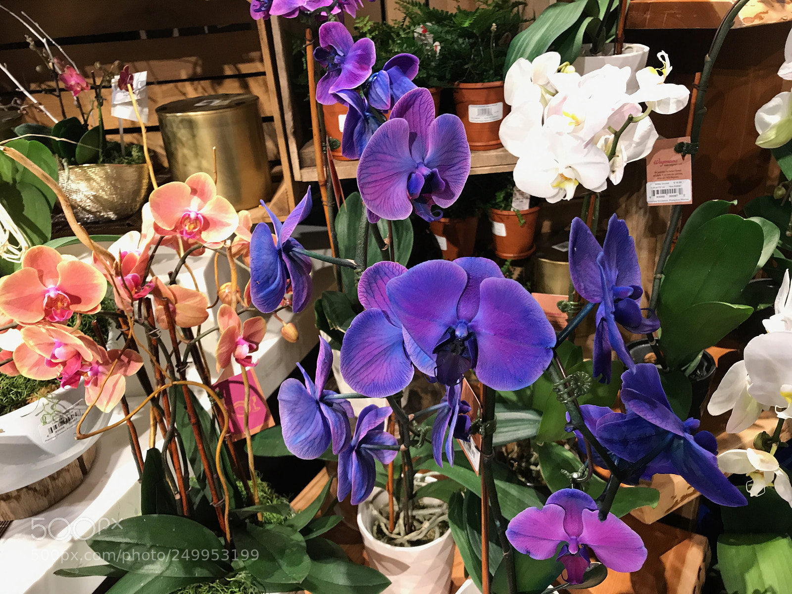 Apple iPhone 7 Plus sample photo. The orchid aisle  photography