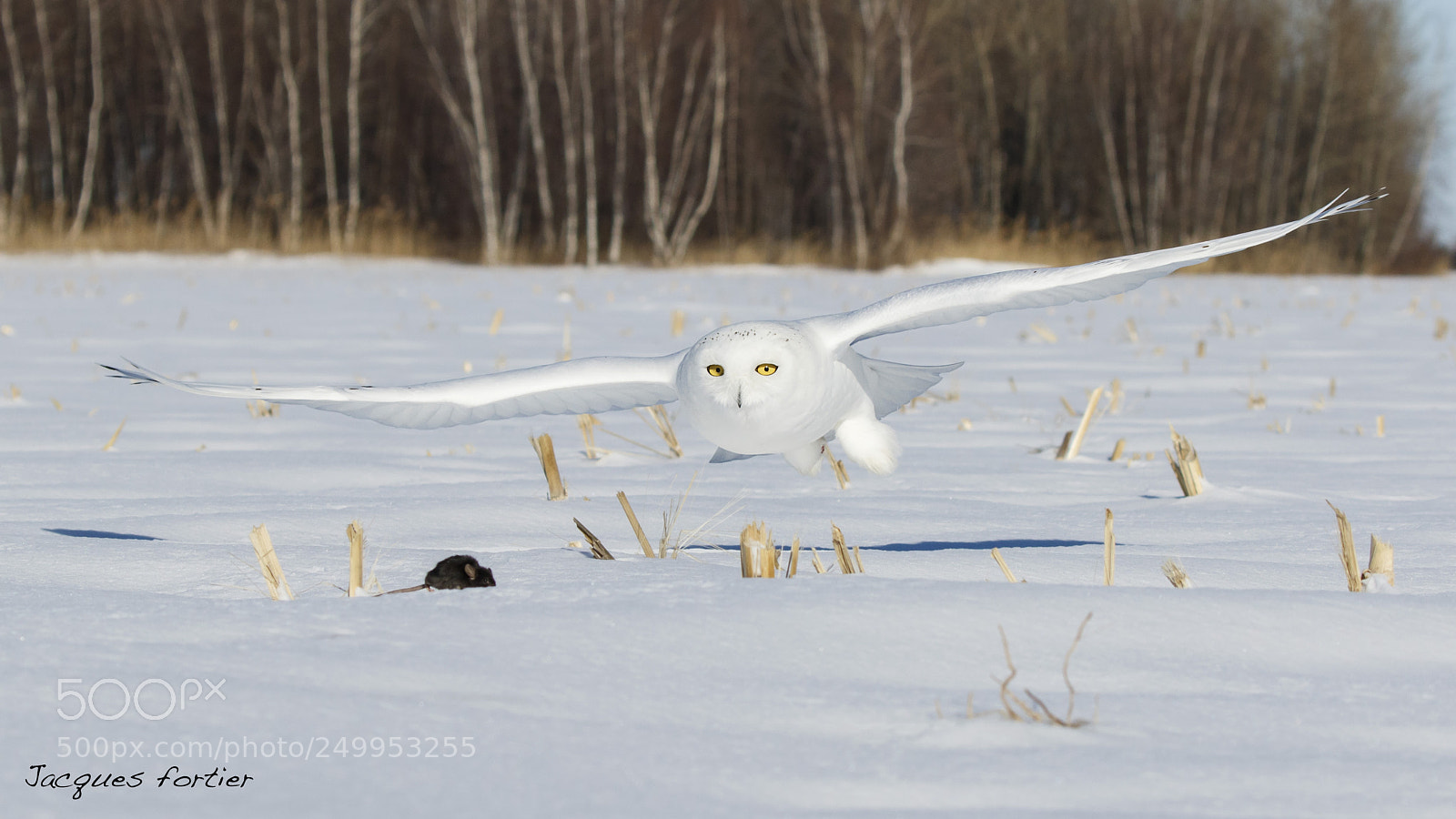 Canon EOS 7D Mark II sample photo. Snowy owl photography