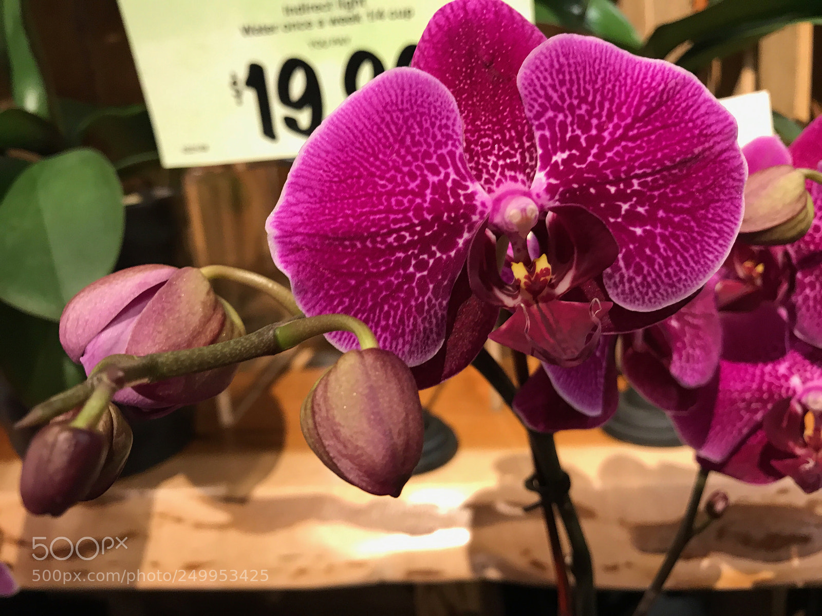 Apple iPhone 7 Plus sample photo. Orchid aisle photography