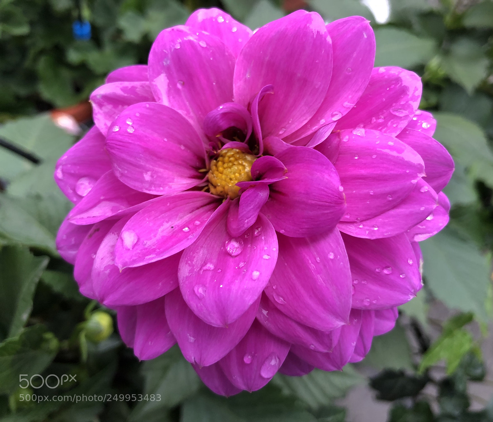 Apple iPhone X sample photo. Untitled photography