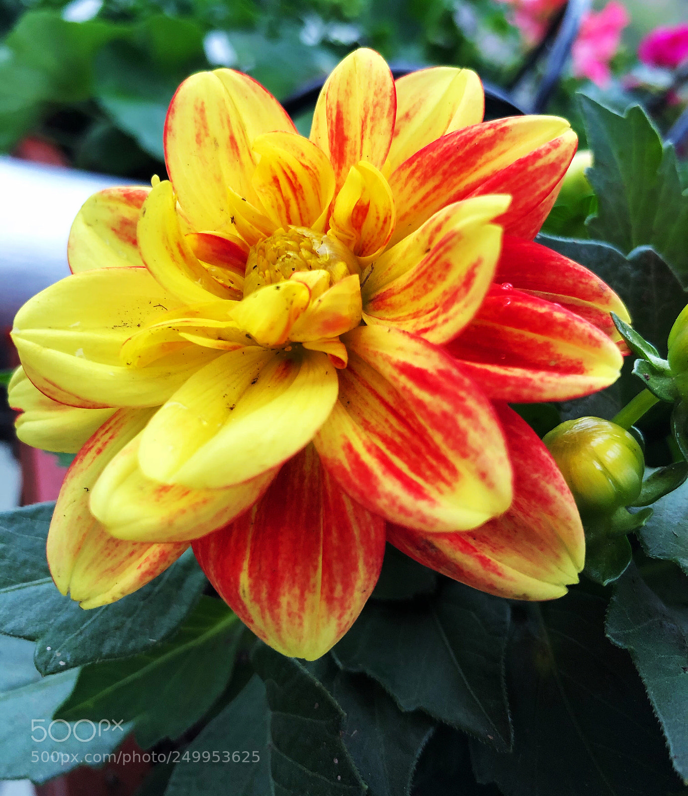 Apple iPhone X sample photo. Untitled photography