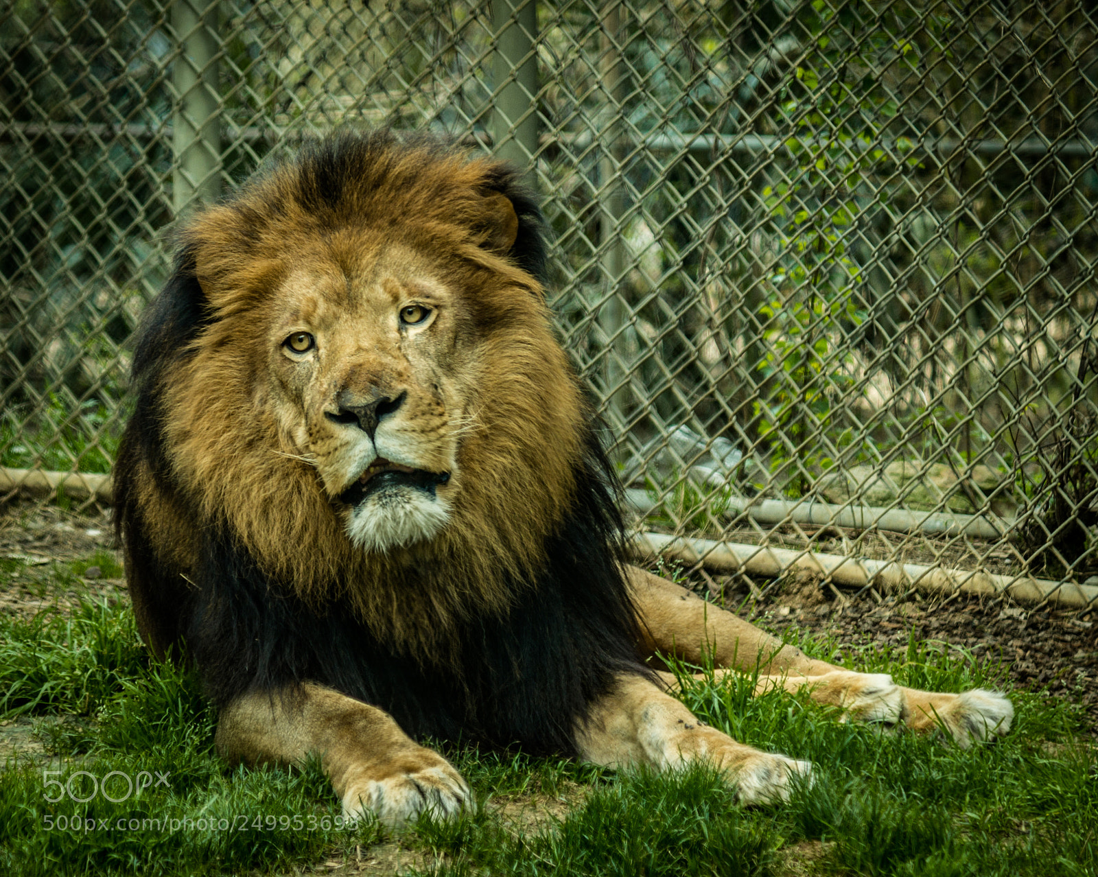 Canon EOS 1100D (EOS Rebel T3 / EOS Kiss X50) sample photo. Lion at the zoo photography