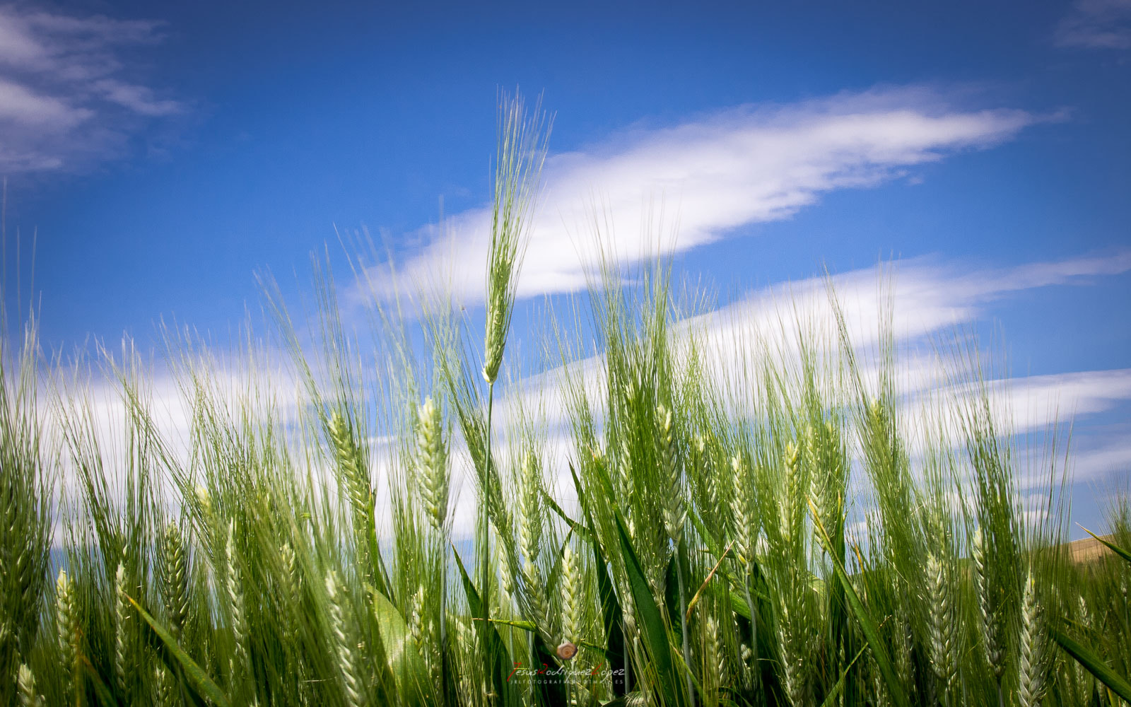 Olympus E-5 sample photo. Competitividad photography