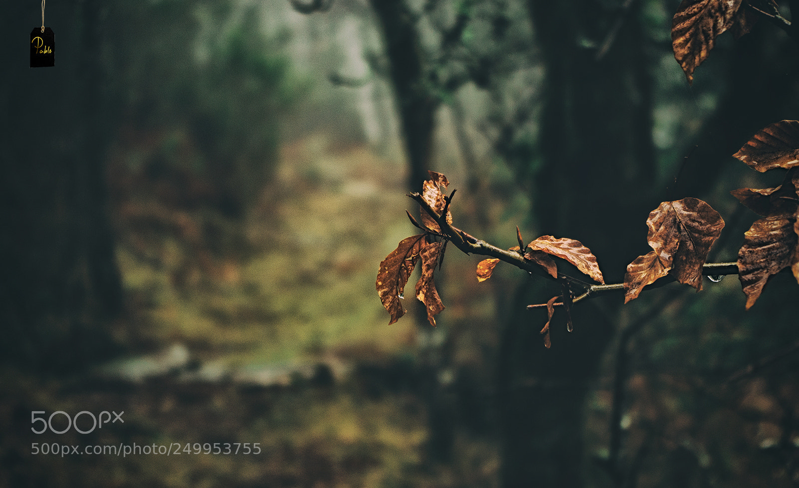 Pentax K10D sample photo. "winter colors" photography