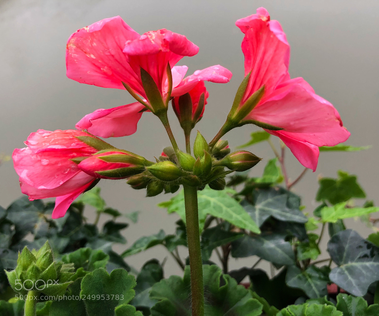 Apple iPhone X sample photo. Untitled photography