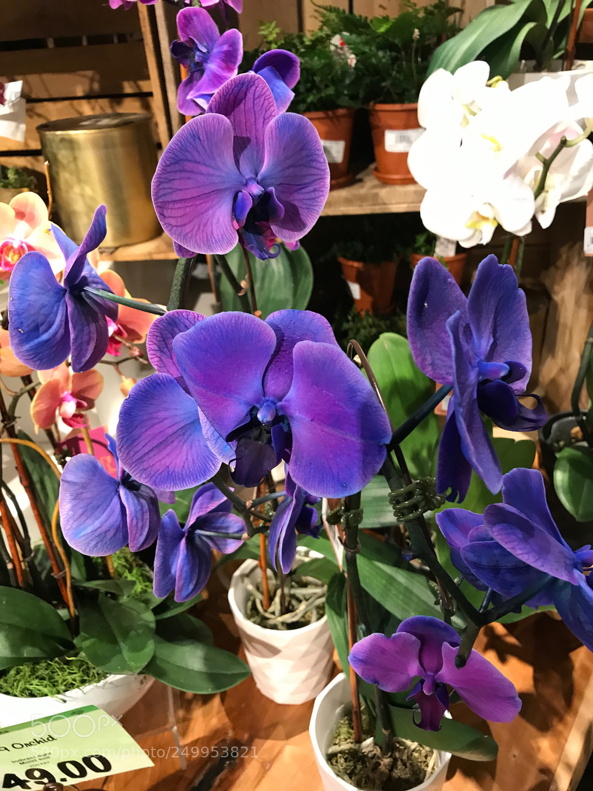 Apple iPhone 7 Plus sample photo. Orchids photography