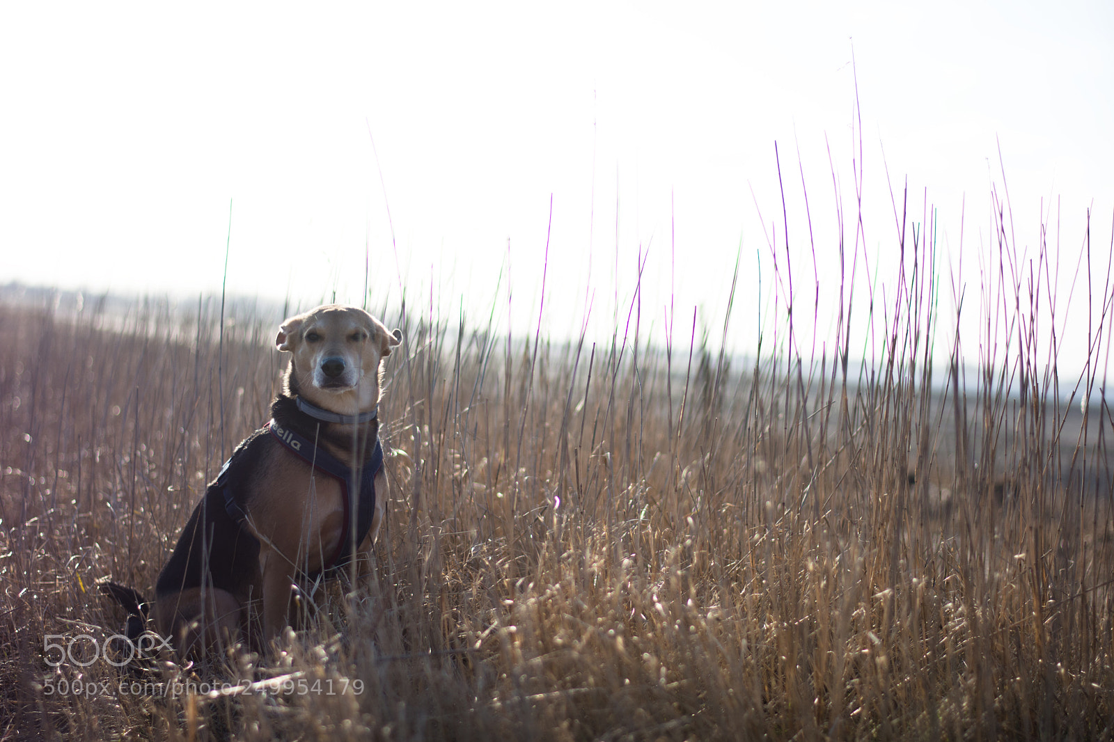 Nikon D7200 sample photo. Field trial photography