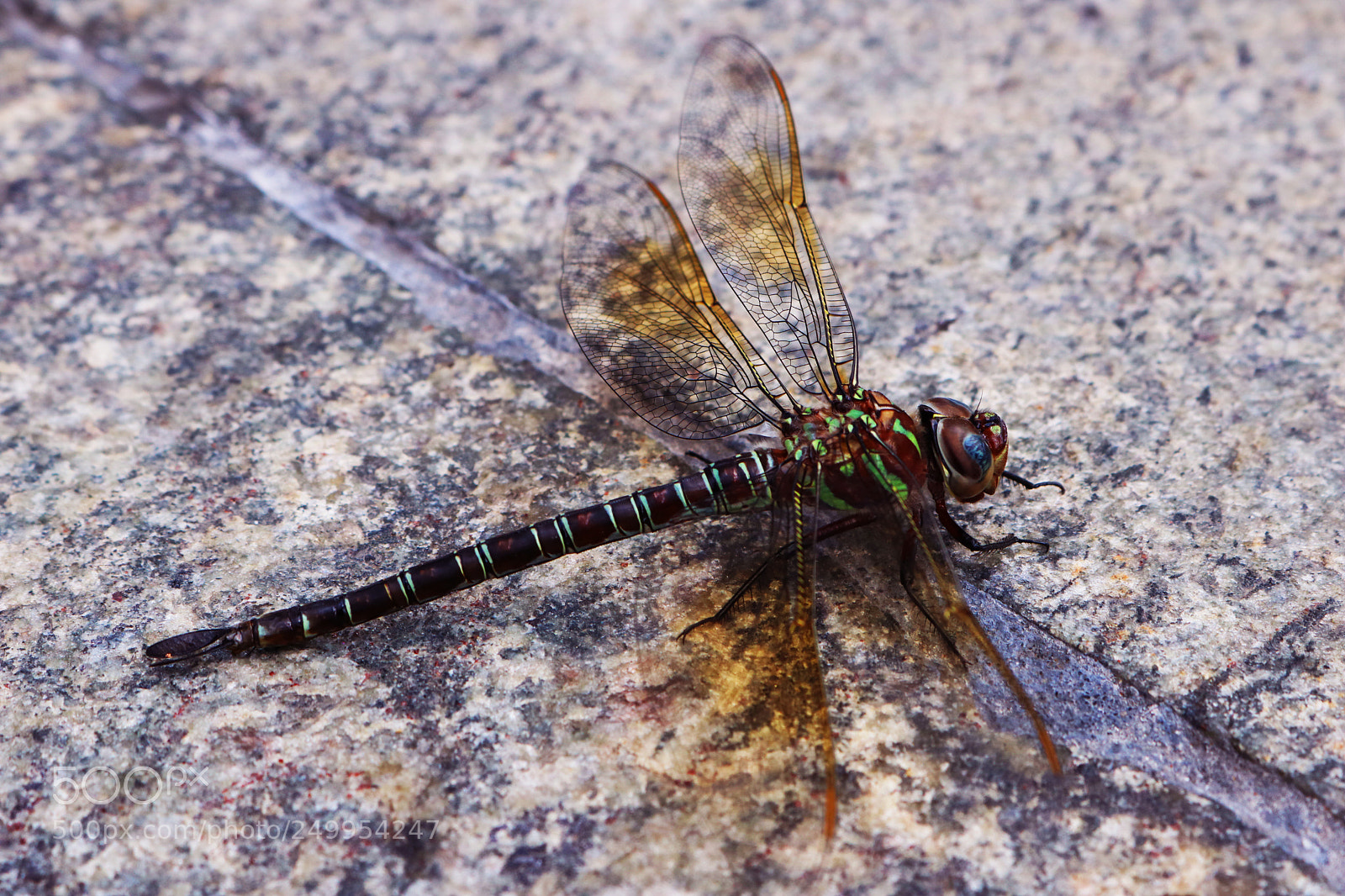 Canon EOS 750D (EOS Rebel T6i / EOS Kiss X8i) sample photo. Massive dragonfly photography