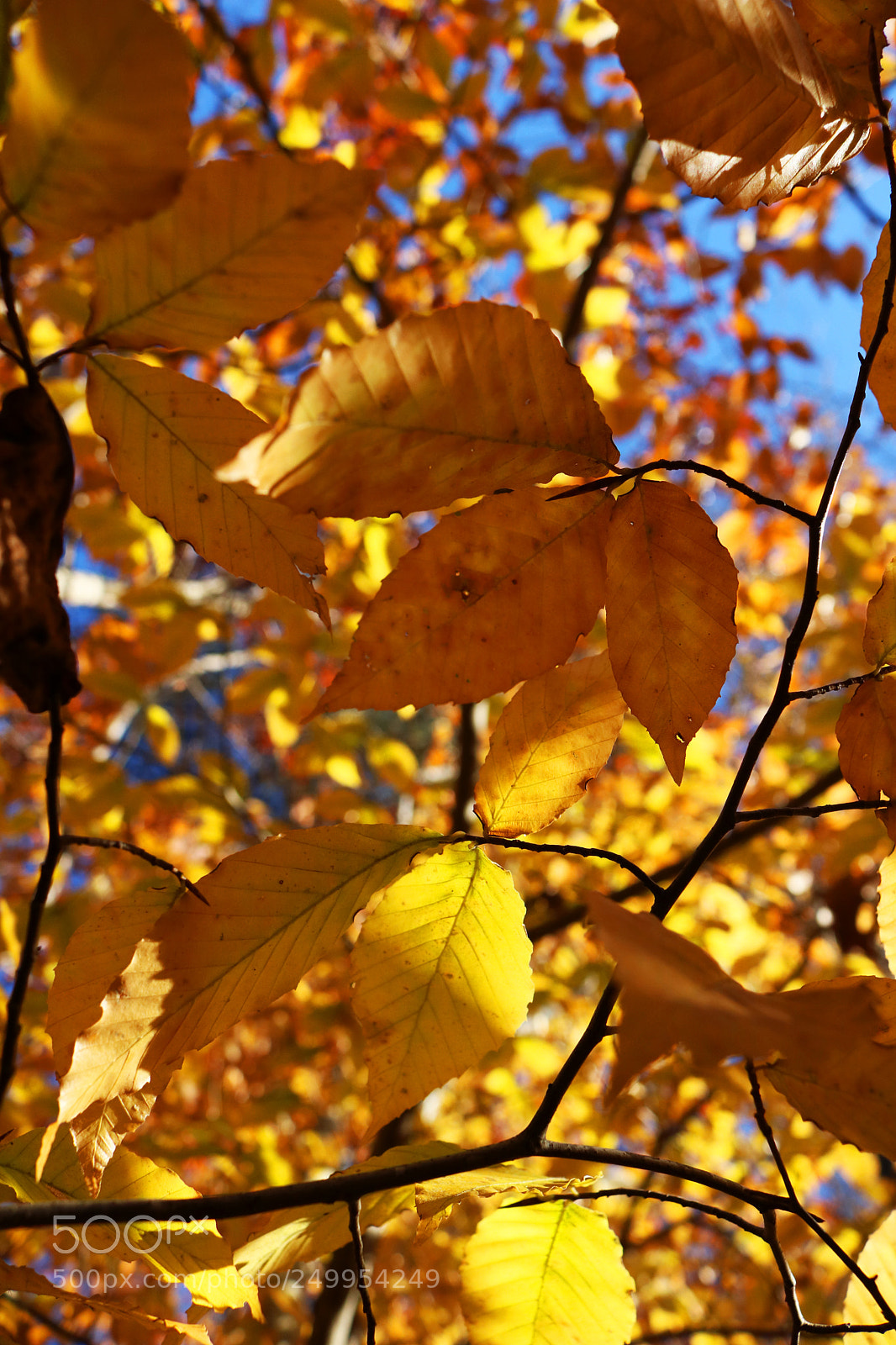 Canon EOS 750D (EOS Rebel T6i / EOS Kiss X8i) sample photo. Moar yellow photography