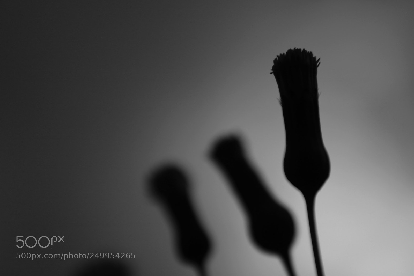 Canon EOS 750D (EOS Rebel T6i / EOS Kiss X8i) sample photo. Moody macro photography