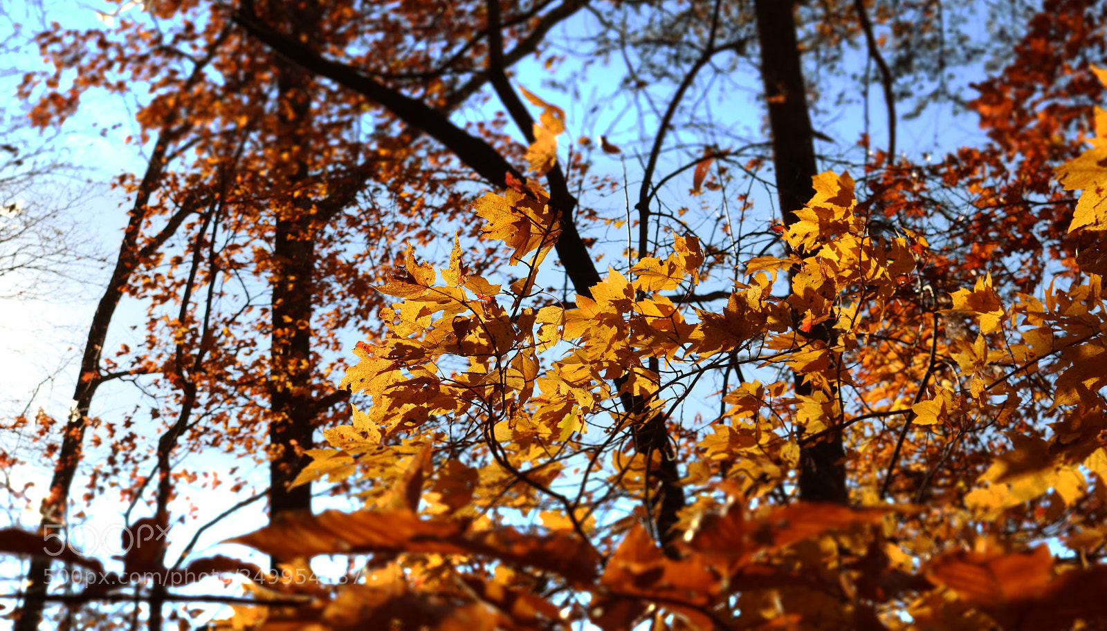 Canon EOS 750D (EOS Rebel T6i / EOS Kiss X8i) sample photo. More yellow photography