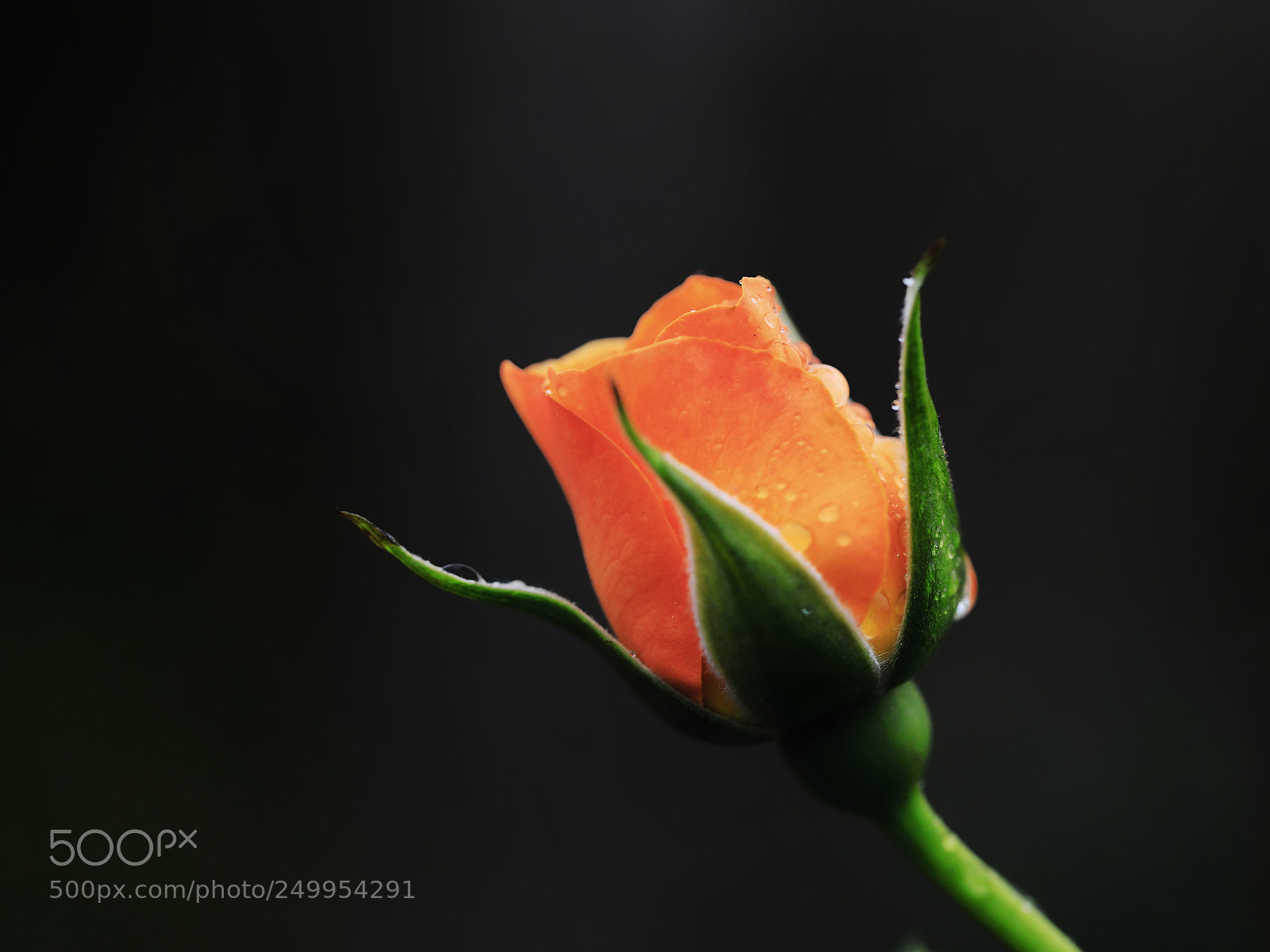 Canon EOS 5D Mark IV sample photo. Untitled photography